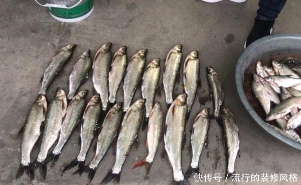 饵料|手竿钓翘嘴的三种方法,除了飞铅钓,还可以试试这两招