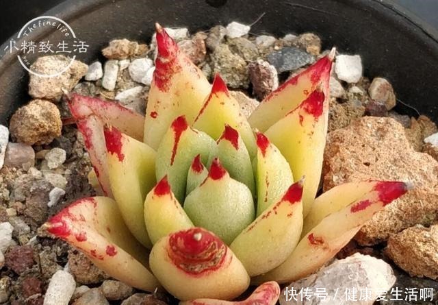 阳台党做到5点,即使在冬天,多肉依旧肥美,不输于春秋2季!