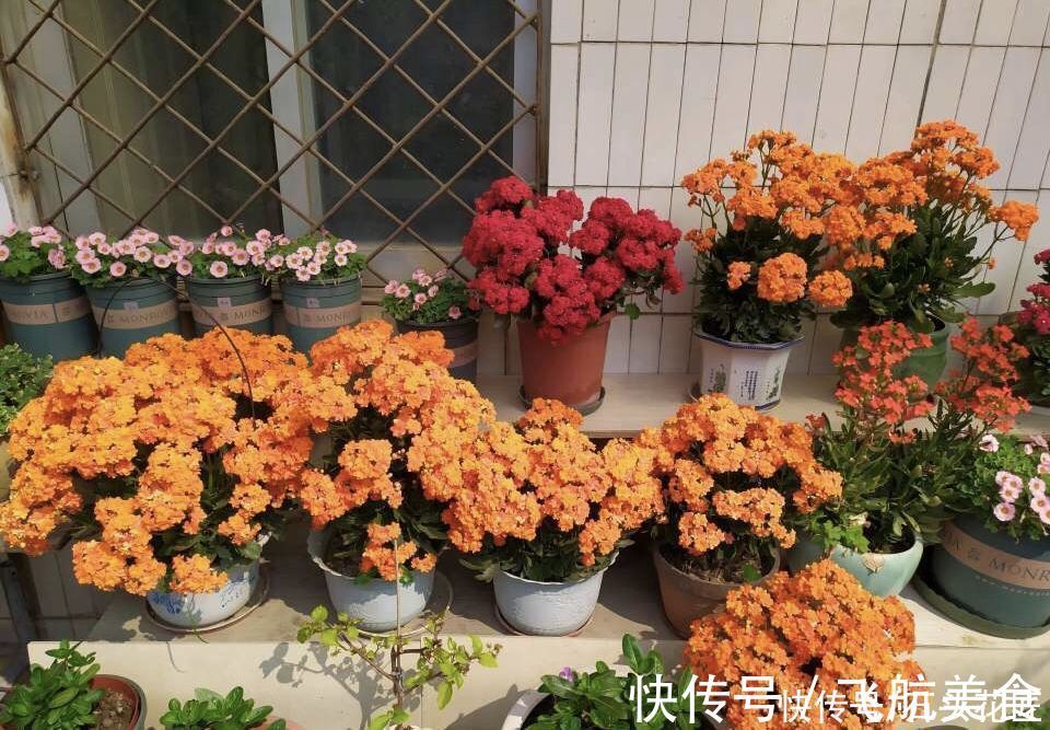 养了5年的长寿花“老桩”快开花了,总结4点经验,对你有用