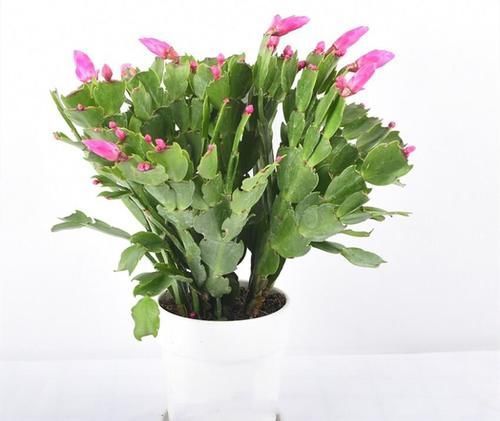 土壤|蟹爪兰和君子兰怎么能越养越好？做好三件事，和绿萝一样好养