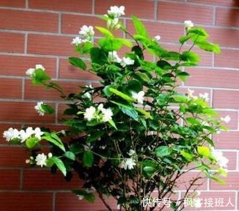 养茉莉花，“3件小事”做到位，就可以“静待花开”，且花大味香！