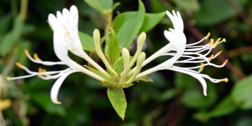 痢疾|金银花的功效与作用,金银花泡水喝有两点禁忌,看完涨知识!