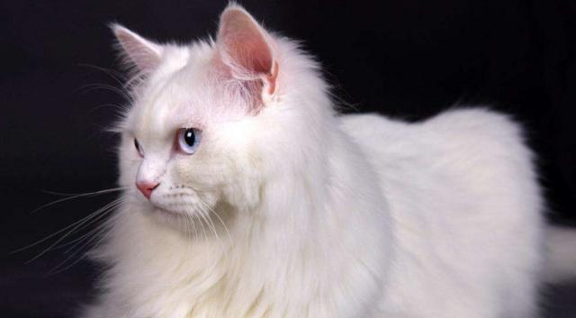 嘉靖|嘉靖皇帝有2个癖好，一个几乎让他被宫女杀死，一个现在很常见