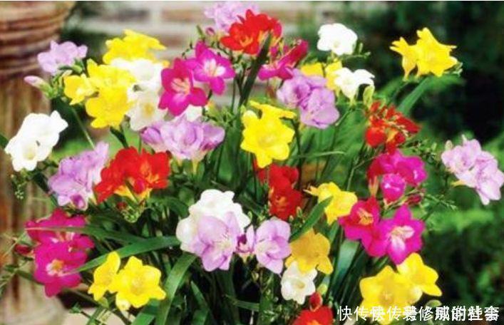 养花就养这几款,名字好听,开更美,开花漂亮上档次!