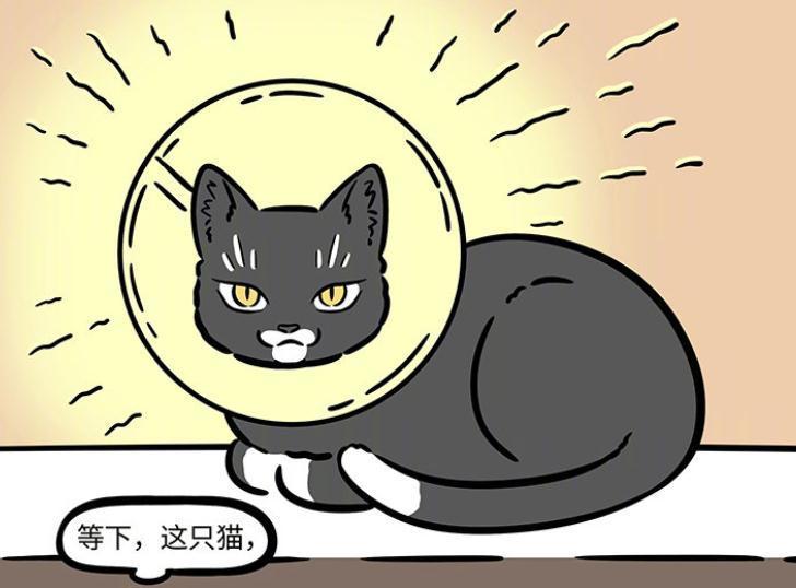 分身|非人哉:九月带着徐哼唧打疫苗,观音再度化身为猫,已被绝育