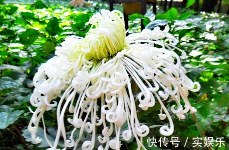 中叶柄|喜欢菊花,不如养盆“菊中珍品”白龙细爪,似游龙翱翔,洁白如玉