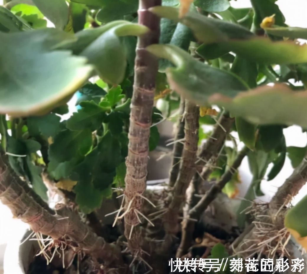 长寿花秋季生长期,发现长满“透明根”,用对方法救活它