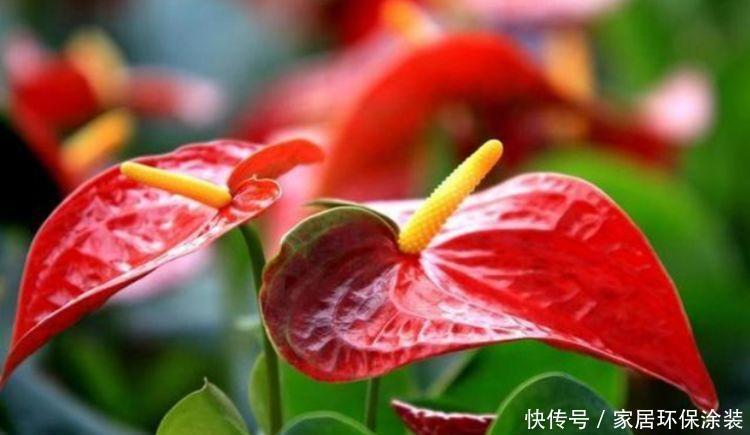 家养此款花卉,花大色艳胜玫瑰,开花勤还爱爆盆,美