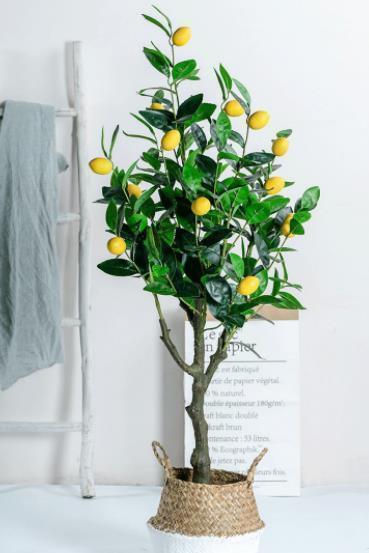 金银花|“人养花、花也养人”,6种花养在家里空气好,改善睡眠释放压力