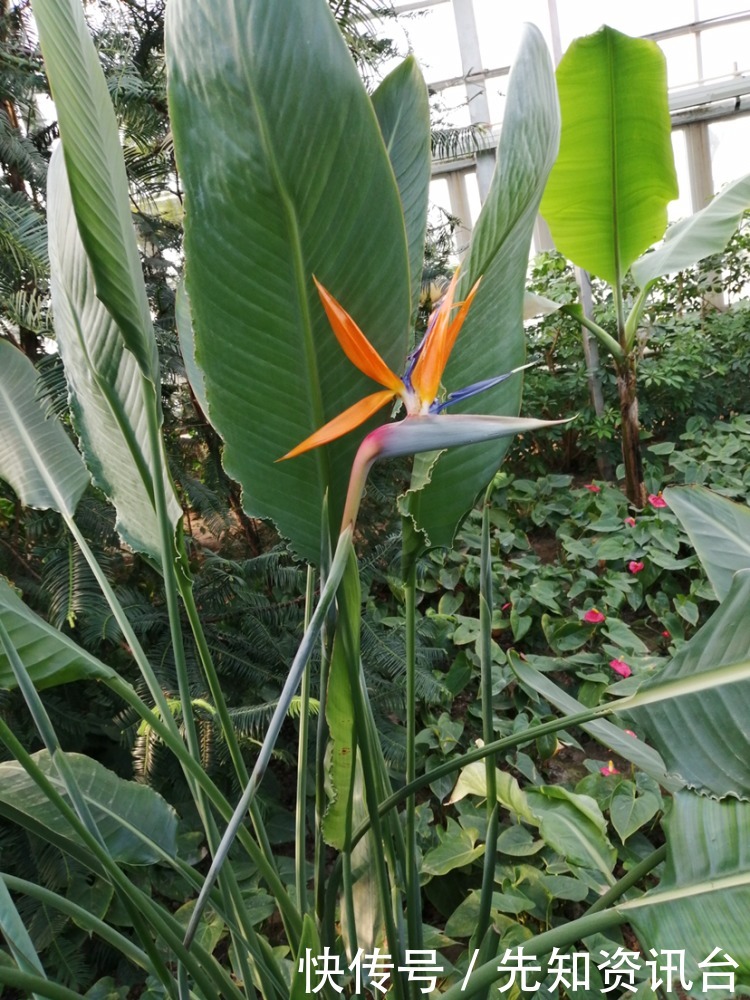 叶子|花卉气质和人的气质相通,你是哪种气质?