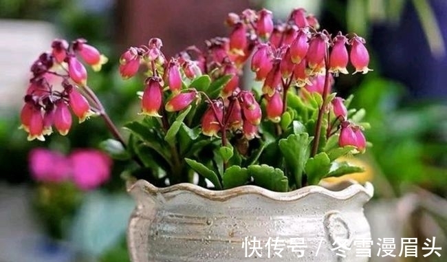 长寿花没必要养太杂!养这3种,性价比就很高