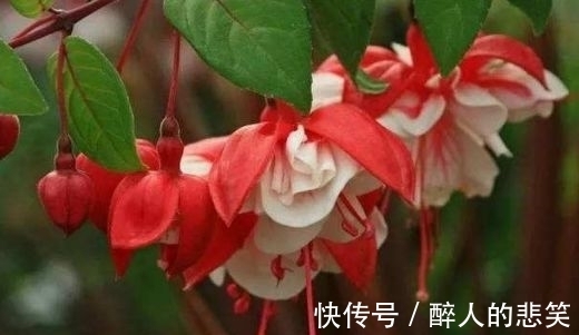 4种花养家里，好养又漂亮，开花多花期长