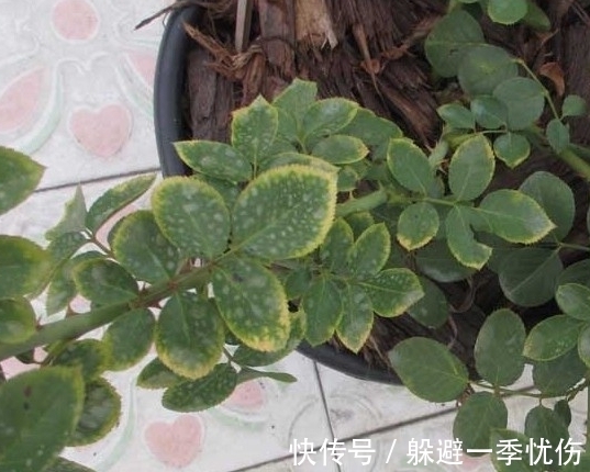 月季药害了怎么办,做好4点防药害,及时干预促生长