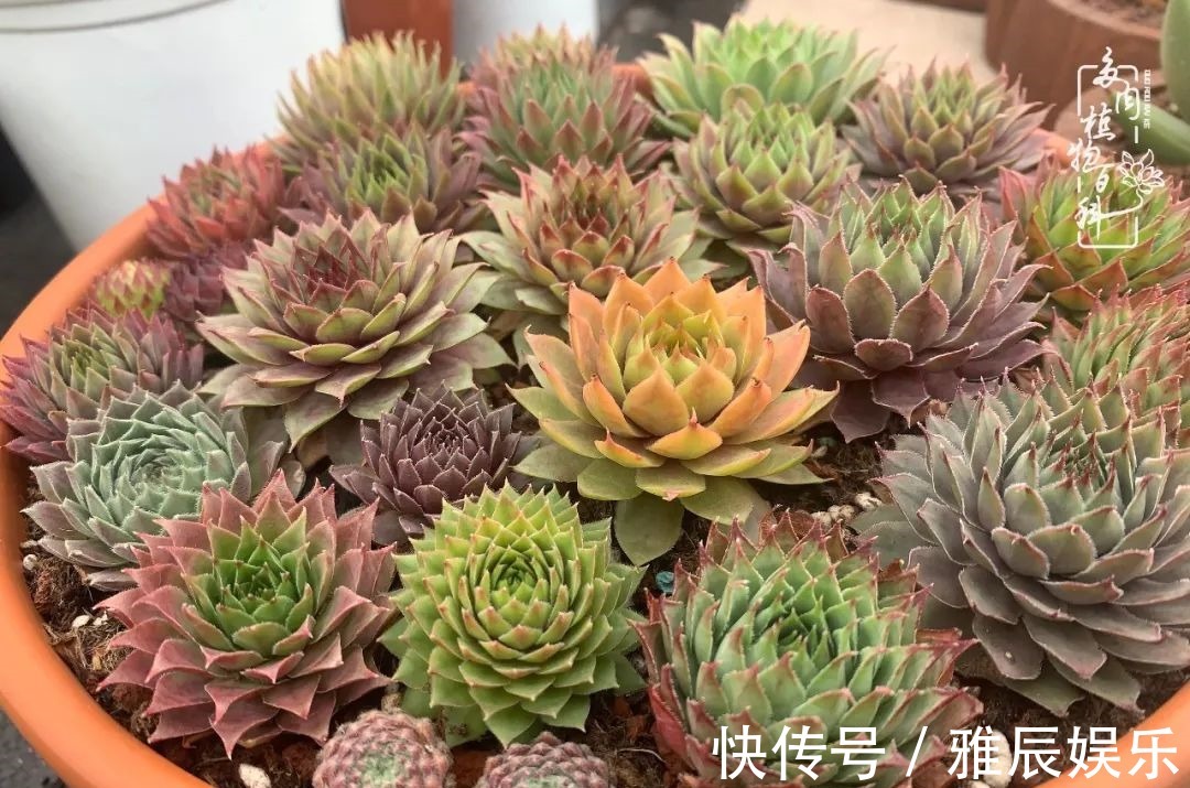 框子|这多肉拼盘这么仙!如何制作达人手把手教你制作长生草拼盘!