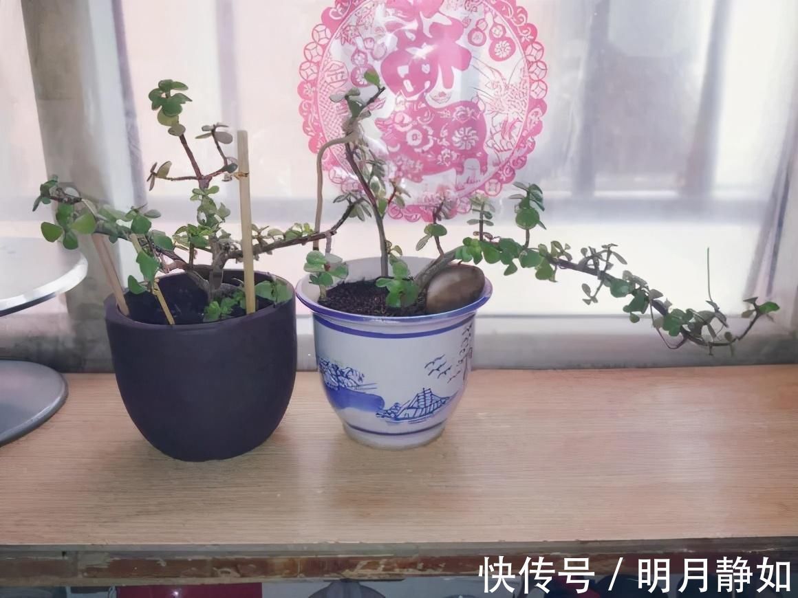 11月，千万别买这种花，养不活惹一肚子气