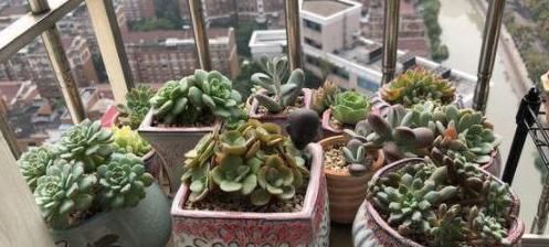 阳台上的一盆多肉植物“撑裂”成这个样子我以为只是淋雨淋的