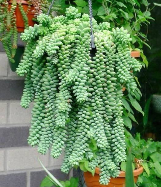 6种多肉会“变形”，花盆吊起来养，叶子2米长，能当“门帘”！