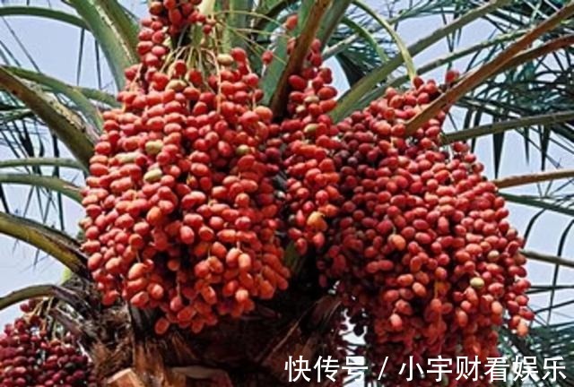 椰枣树|盆栽“枣树”多年,今年终于来一个“大惊喜”,邻居都围观凑热闹