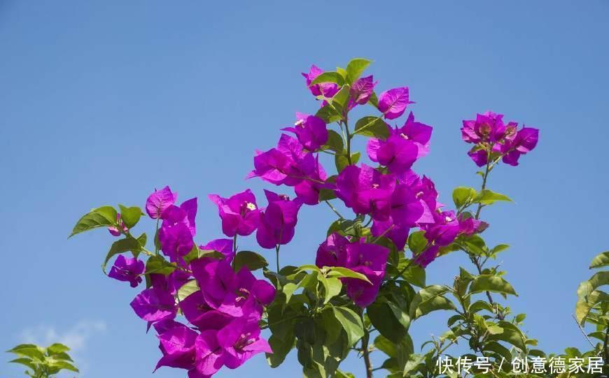 君子兰|养花不开花,原来是盆里缺了它,只加一点点,飞快开满花