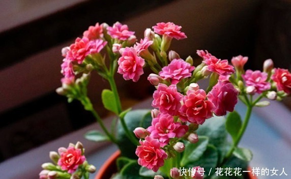 长寿花|这三种花号称“见光死”,进入夏季养护要小心,稍不注意就死了