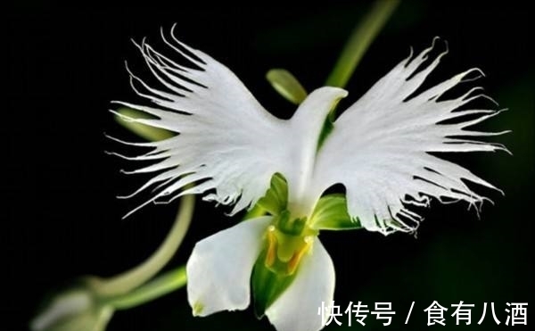 贝母|美丽而奇特,这些花的造型是你极少见到的,有你认识吗?(上)