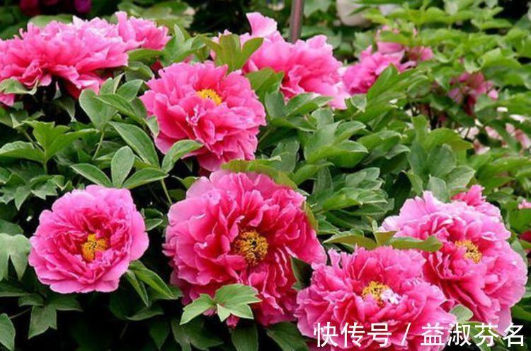 牡丹牡丹花|阳台养花,不妨养这4款植物,堪称是开花机器,养在阳台极美了