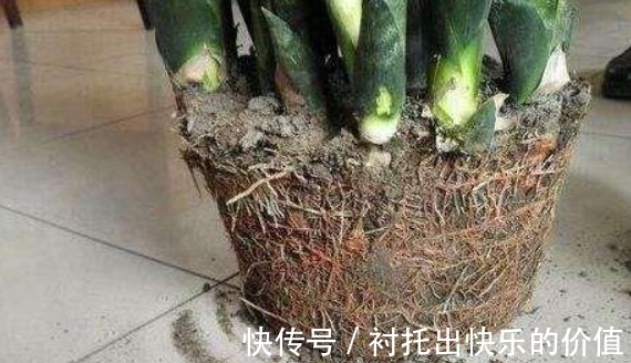 如果虎皮兰怎么都养不好,可能是这两点没做到位,快来收藏