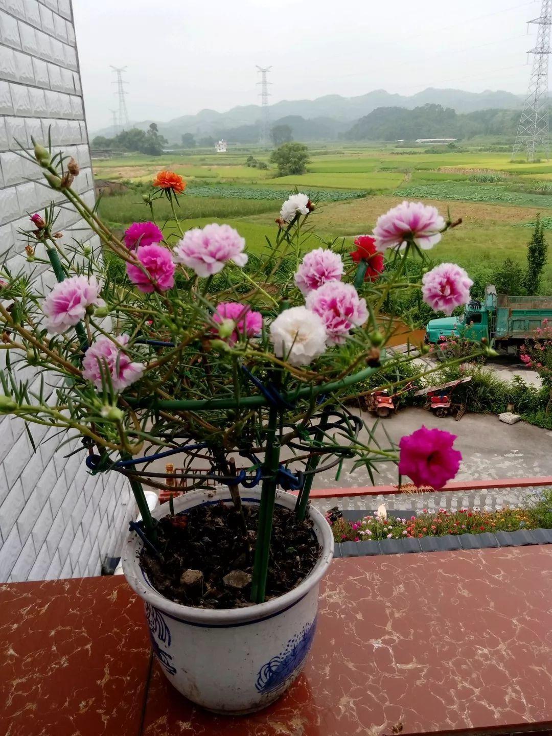 5块钱一盆的花，养1年变老桩，身价翻了上百倍！