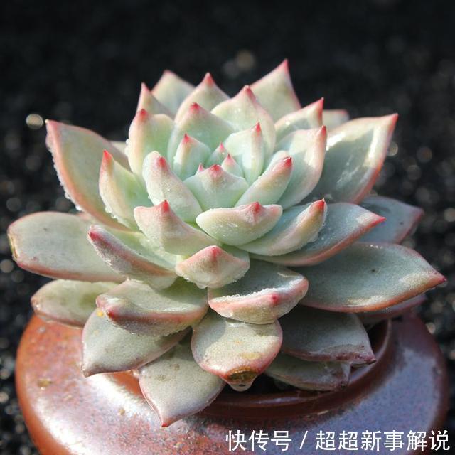 品种|史上最全的莲座状多肉植物大全(上)