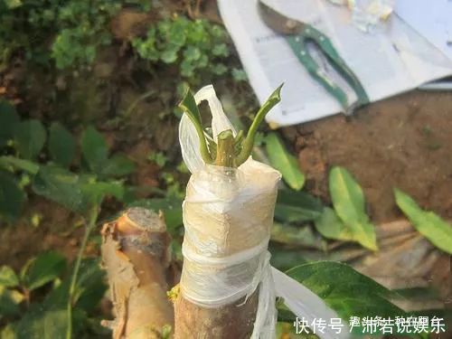 罗汉松芽|罗汉松芽接案例分享,台长教你玩出别出心裁的岭南盆景!