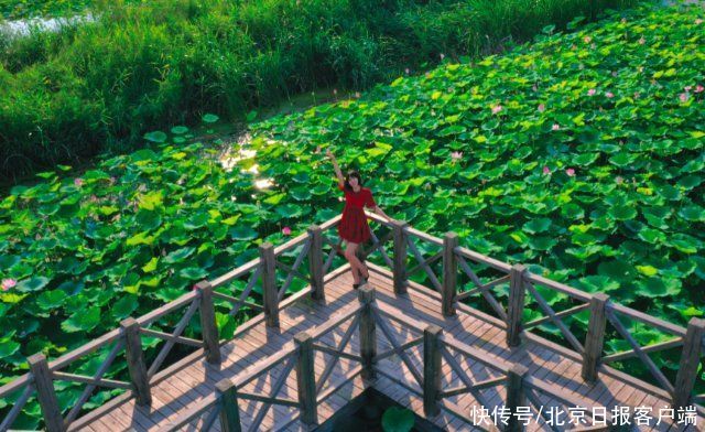 北京|北京最美夏末：野鸭湖荷叶田田，人在画中游