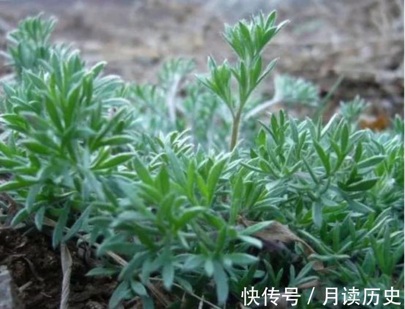 陈太守|华佗医治不好的病,病人却无意间治愈了,华佗苦苦寻得救命的原因