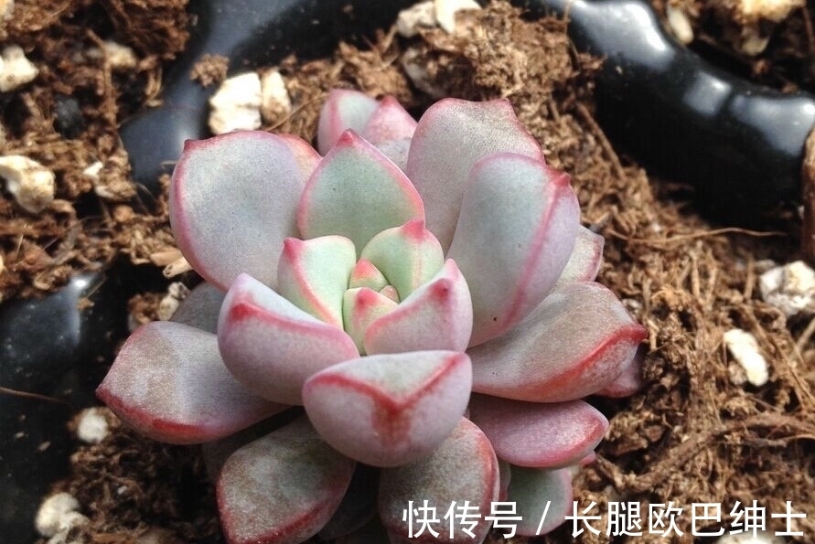 养护|多肉红宝石和蓝宝石,名字很相近差别却很大,都很漂亮值得入手