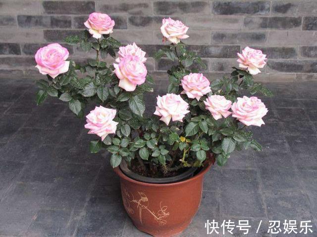 微型月季刚买回家,不会浇水,小心花苞掉光光,没花看!