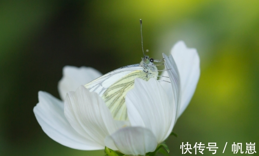 生肖狗|四个生肖曾经被人嘲笑，过了今年，事业带来收入，他人高攀不起