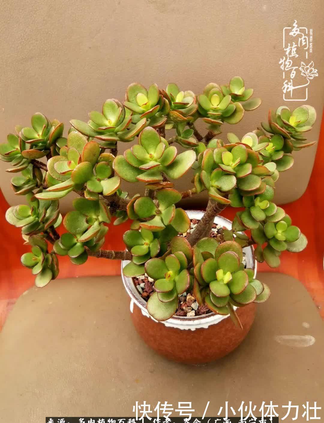 锦晃星|时光不再,人心在,多肉在!