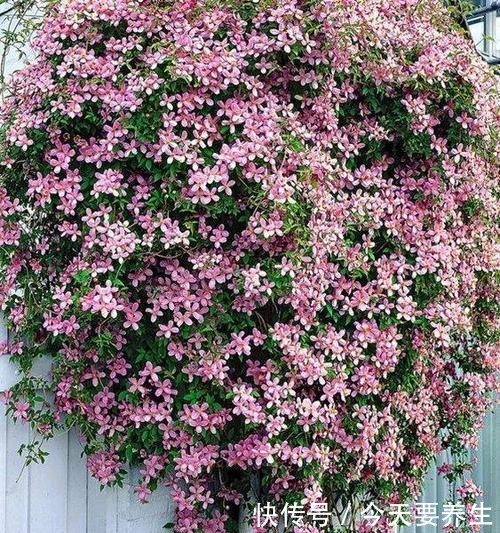 4种花“最好养”,种一棵长一片,密密麻麻都是花!