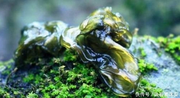 农村路边这4大野草,说得出三种名字以上的,肯定是地道农村人!