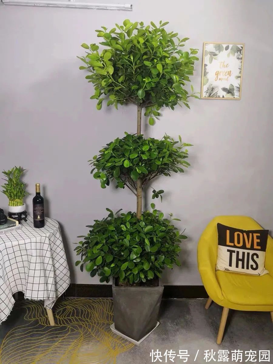 观赏价值|八种命里带“钱”的植物,家里养一盆,招财又旺运,你家养了几种