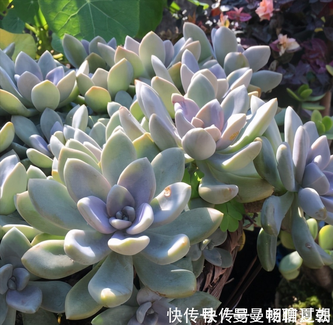 黄丽|6种多肉好养活,夏天不休眠,晒晒太阳红彤彤,度夏也萌