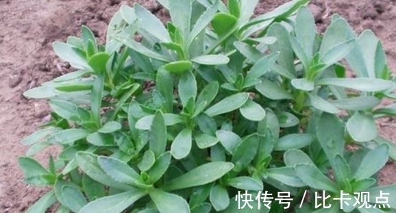 消化道出血|一种农村野菜被称为“救心草”,炒着吃口感滑润,能延缓血管硬化