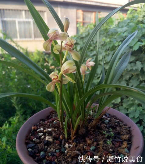 养兰花这点最关键,发芽多又壮,开花多又香,年年开花不断!