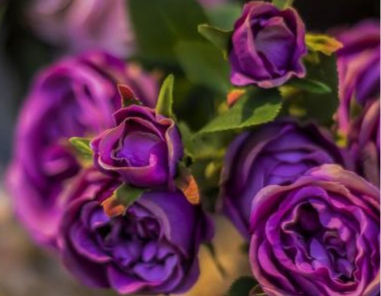 喜欢|喜欢菊花,就养盆“玫瑰精品”王子,柔美高雅,一次开爆