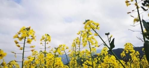老年|超美超震撼！建德这片花海值得一看