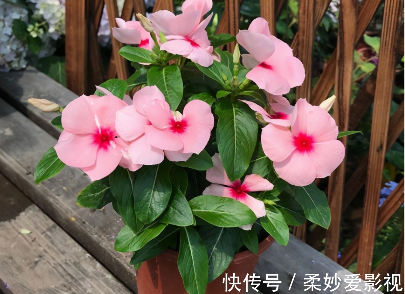 植物|养花养这3款，楼房阳台盆栽，微微看顾就能花开不断，惹人爱