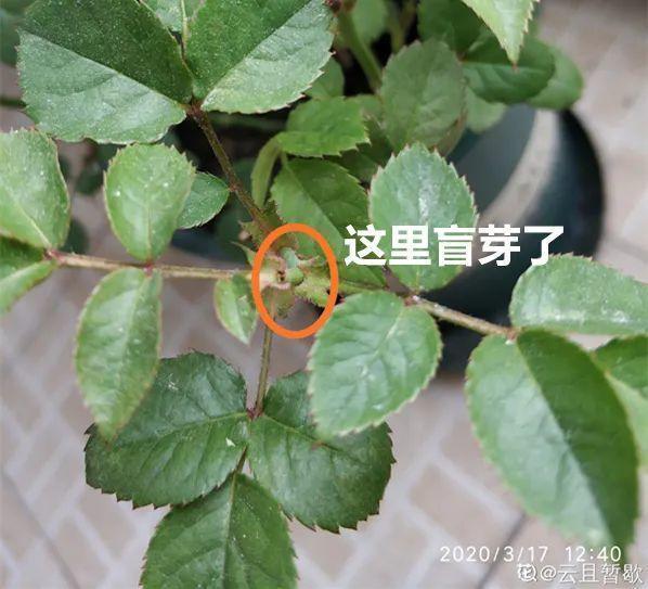 家里养了月季,花后使劲剪,越剪越开花,真省心