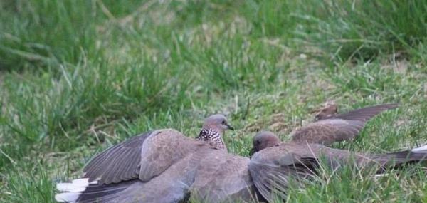 鱼类|农村天上“最补”的野味,营养胜过黑鱼,如今很难见到了