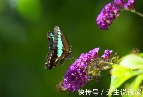 不如养盆醉鱼草吧,扔进池塘能让鱼儿沉醉,养护简单只需3招