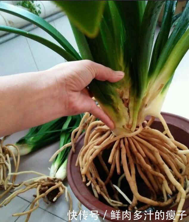 君子兰|君子兰春天“要喂饱”，吃饱喝足练练苗，一年长出6片“肥叶子”