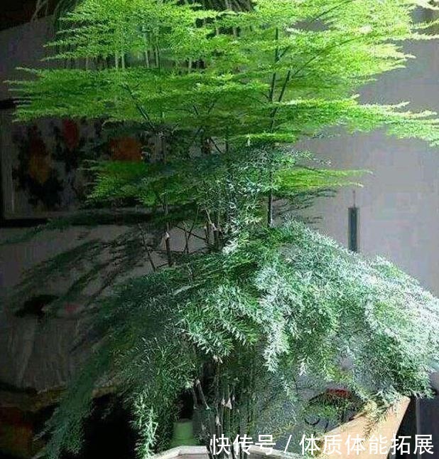 文竹不长了5个“小技巧”，长得又快又美，郁郁葱葱一大丛！